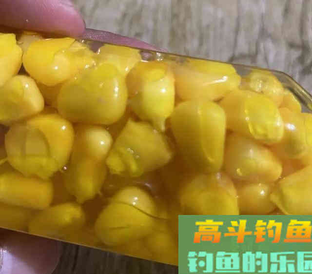 鲜玉米做钓饵这样加工一下，鱼爱吃又方便携带