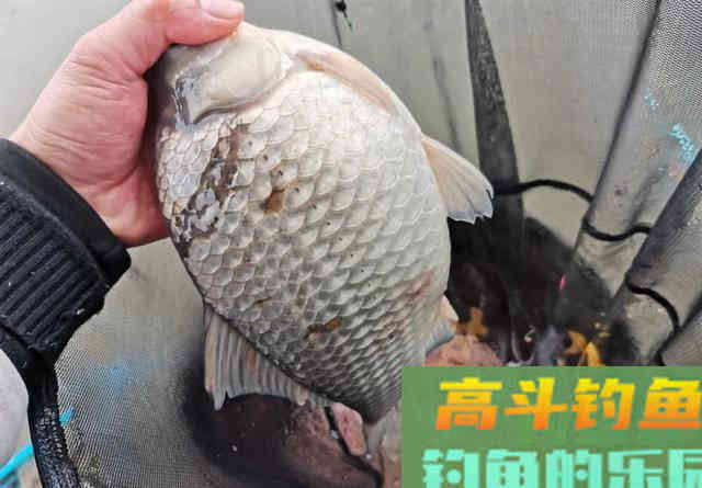 刚放生的鱼不会咬钩？恰恰相反，刚放生最好钓的