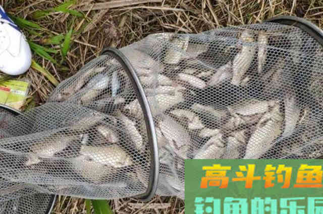 冬天鱼就不咬钩了？饵料按我说的用，大板鲫特好钓