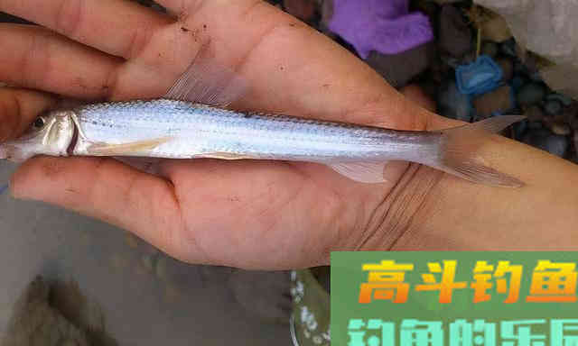 鱼口变轻，看不到浮漂信号，这样确定钓目才能提高中鱼率