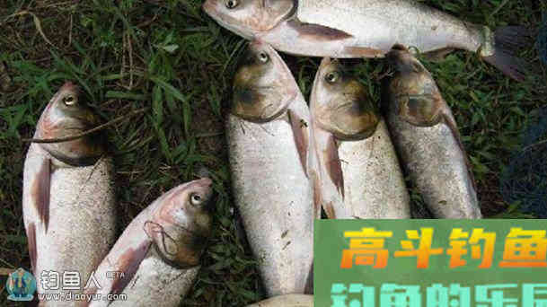 鲢鱼的生活习性_生活习性_高斗钓鱼