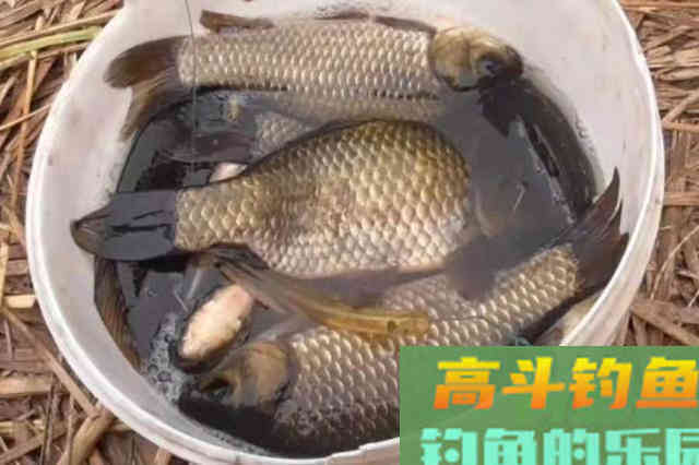 据说热天用这开饵水，鲫鲤鱼特好钓