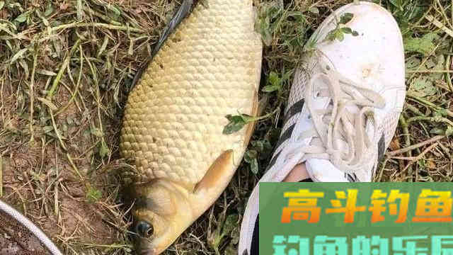 这七种抓口时机，很多老钓友都不知道