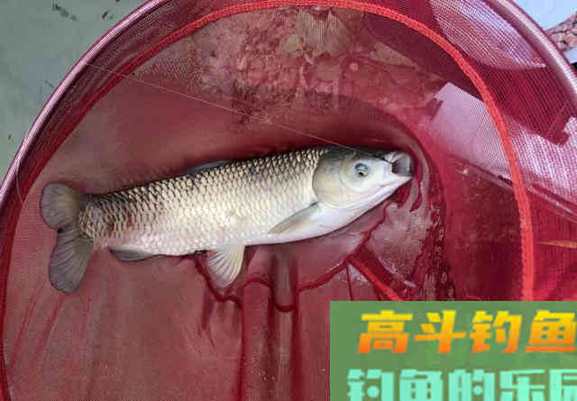 用了十年的窝料配方！老钓友无私分享