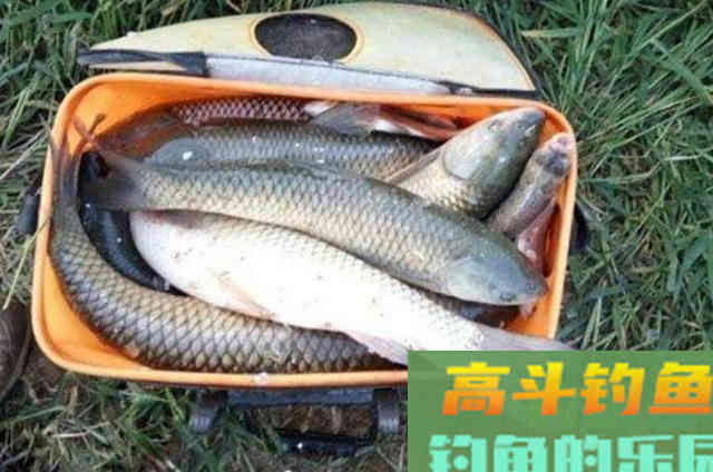 正式确认，这才是诱钓大草鱼的高效饵