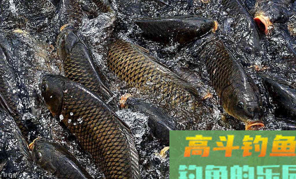 冬钓鲤鱼商品饵料配方大全
