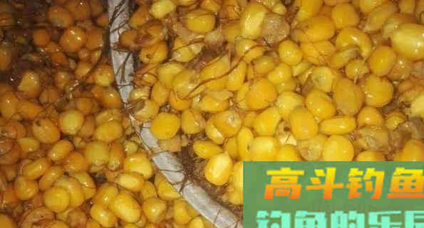 钓大水面，还得是自制的老坛玉米，大鲤大草不停口
