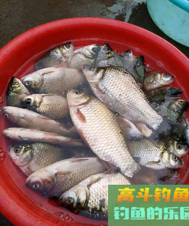 盘点冬天野钓好用的添加剂