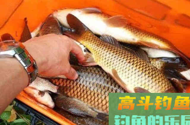 秋天一降温，我就只用这特效鲤鱼饵