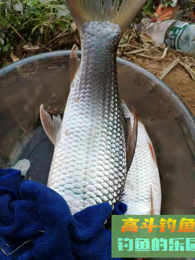 野钓技能不要点歪，技术方面真的不重要，只有两点值得钻研
