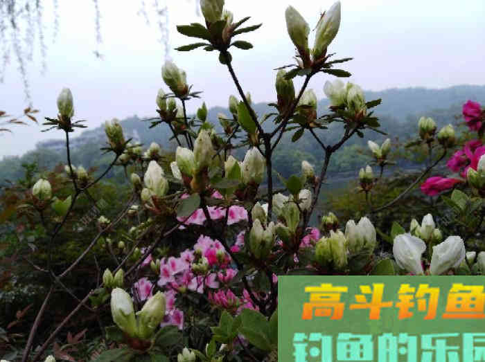 钓鱼老手对商品饵配比的实践体会