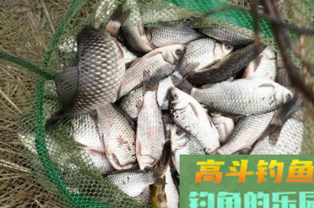 钓着钓着就停口了，老司机无奈说出原因