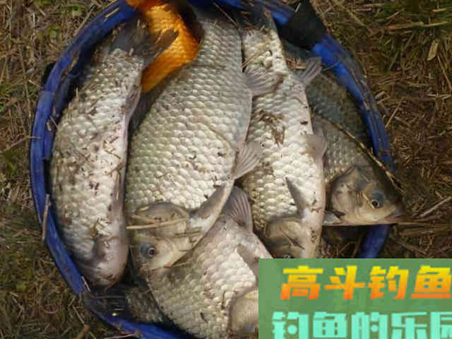 秋冬野钓鲫鱼，这些配方，温度越低越好用