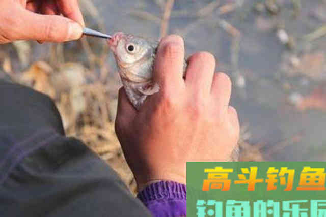 冬钓上鱼不够快？那是你没按套路出牌