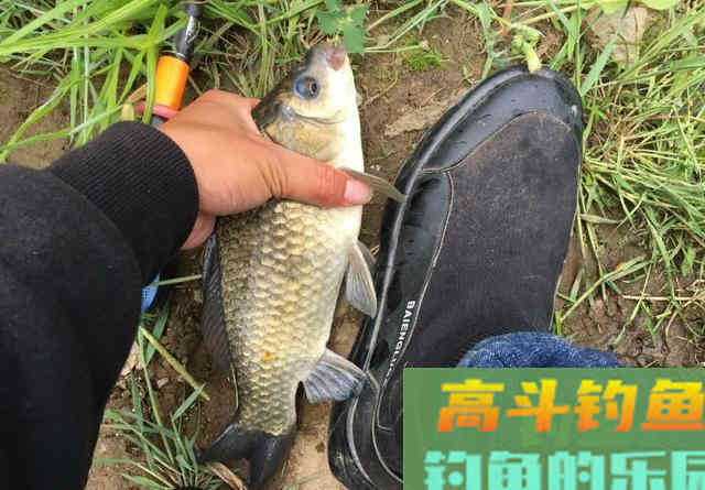 初春钓鱼，掌握好出钓时机比打重窝更管用