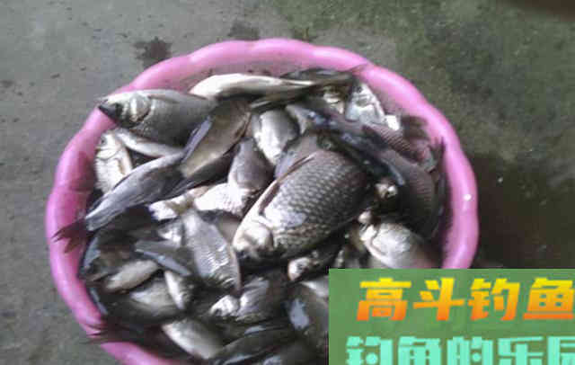 老钓友坦言，冬季钓鲫鱼我只用这三种东西做饵料