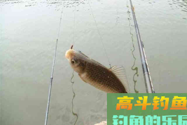 有鱼咬钩，却总是钓不上来？二十年老司机道破真相