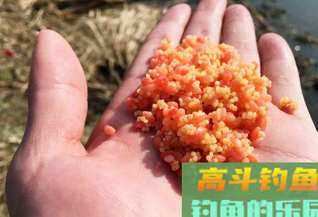 别再单用打窝米了，要掌握这4种用法