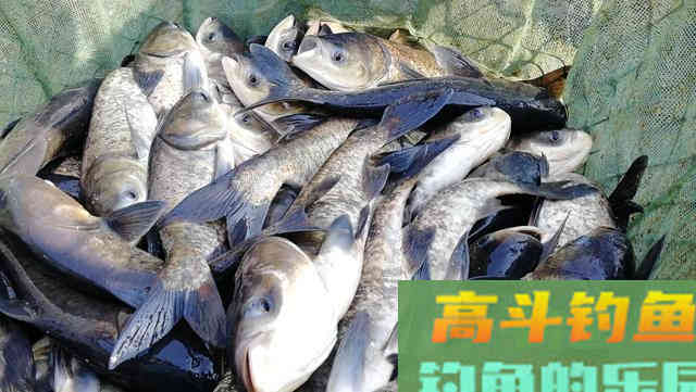 钓鱼新手要养成的四个好习惯，让你渔获翻倍