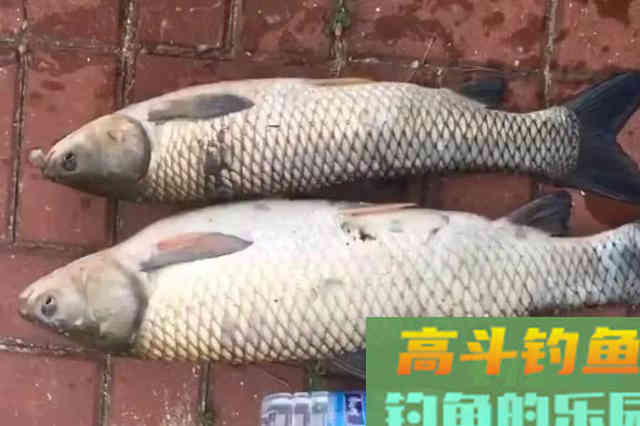 一用红薯饵就没口，老钓手回怼：这种方法我连用十五年都没失效