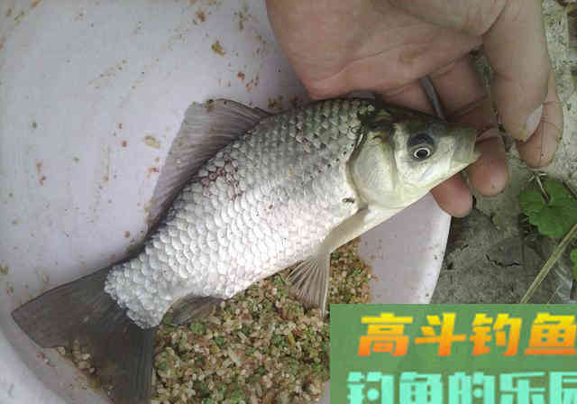 30分钟就能做出窝料来，10斤料成本20