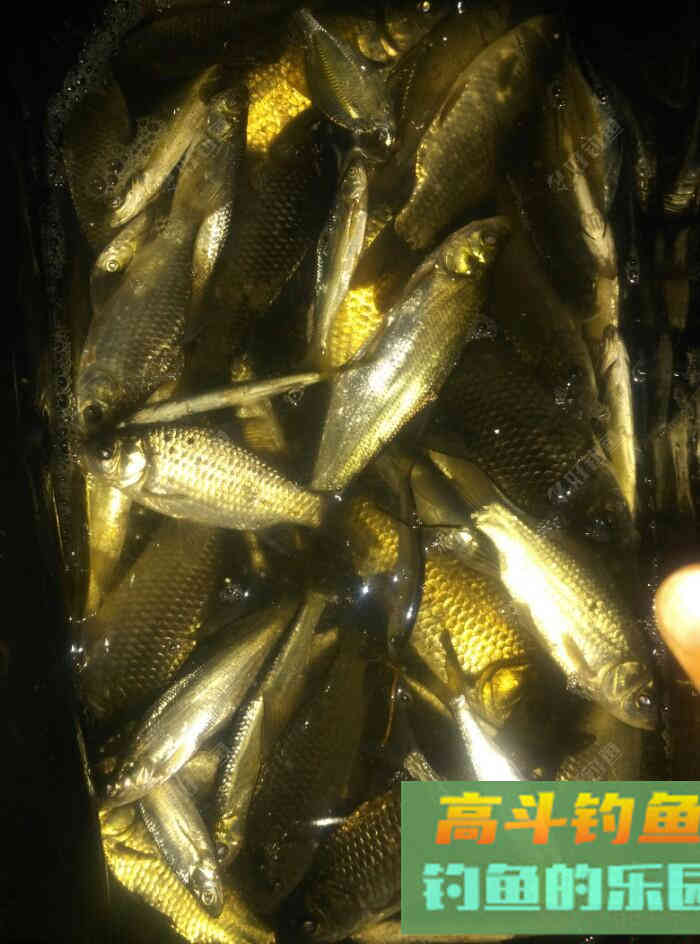 [春季放流]江湖猎人饵料，果然名不虚传