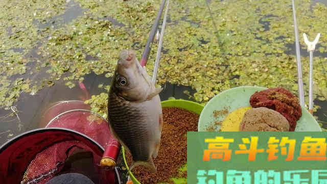 钓鱼新手要养成的四个好习惯，让你渔获翻倍
