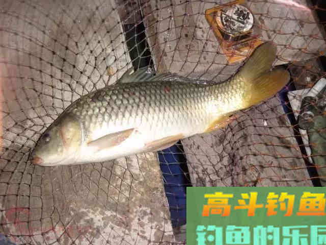 天寒水冷鱼不开口，试试羊油，味型独特扩散广