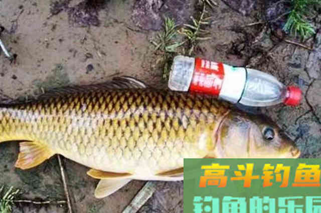 偷偷告诉你，这鲤鱼饵好用
