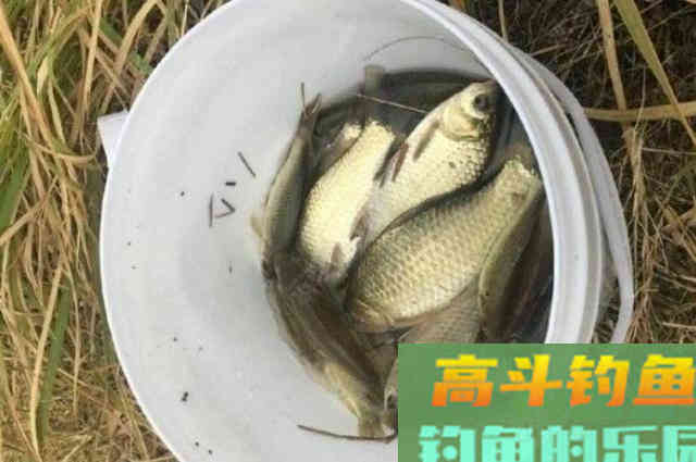 上鱼率低，按我说的调整，隔三五天就想钓一次