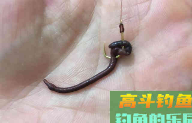 冬春用饵要冬甜春腥