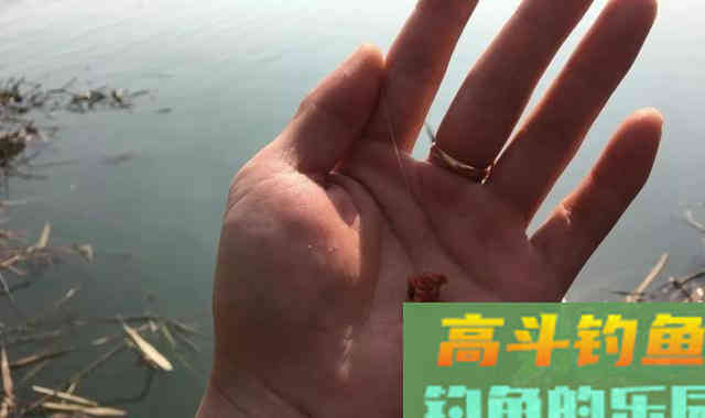 补窝未必有鱼，野钓碰到这3种情况别补窝
