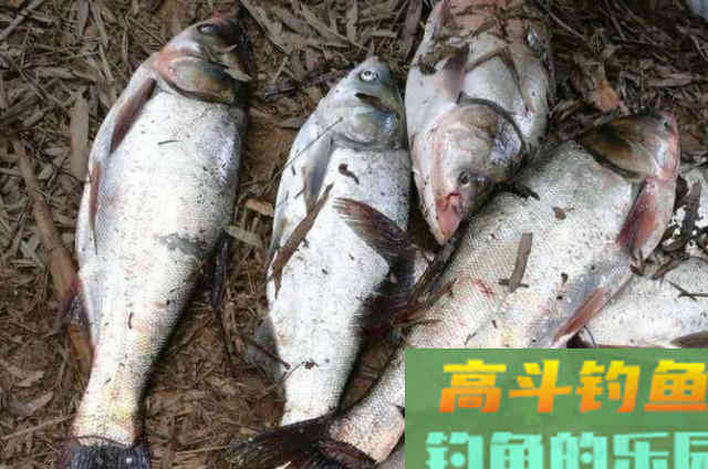 怪不得鲢鳙接二连三的上钩，后悔以前没发现这特效饵