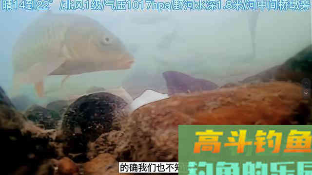 压缩饼干打窝是交智商税吗？钓鱼人实测，水下镜头记录全过程