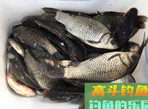 野钓鲫鱼饵料怎么用野战蓝鲫搭配？