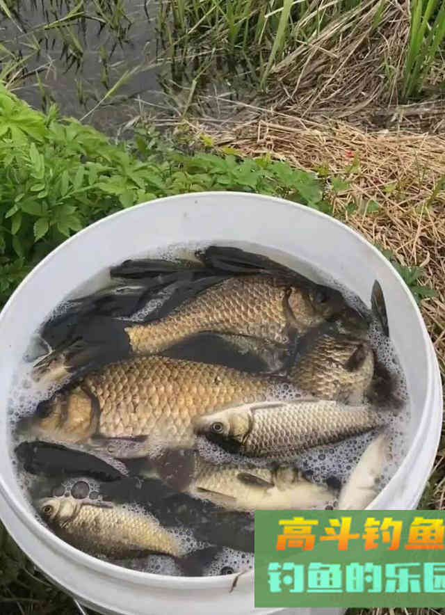 钓鱼小药并不神秘，自制比买的还要好
