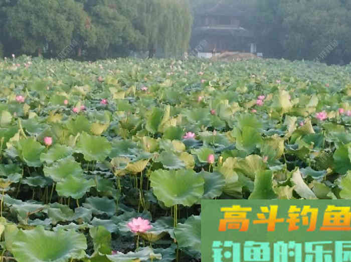 购买和使用商品饵时一定要注意的安全问题