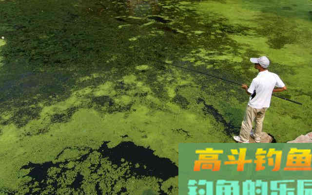 钓鱼不钓草，等于瞎胡跑”，忽视这5点，钓草同样是瞎胡跑