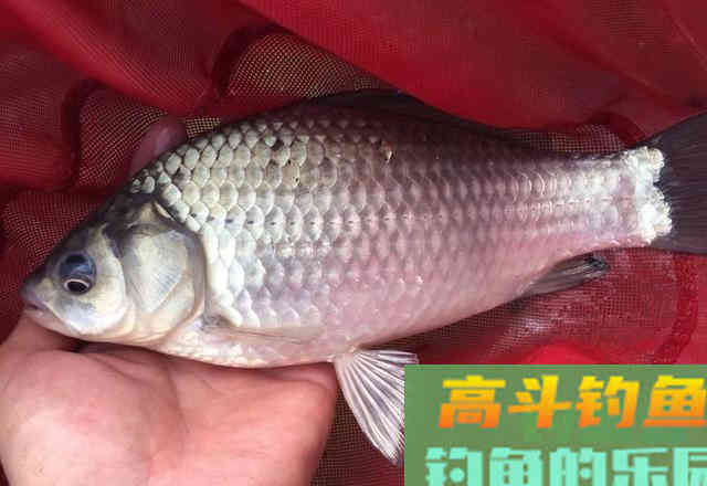 补窝未必有鱼，野钓碰到这3种情况别补窝