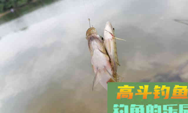 上钩中鱼、下钩中鱼哪个更好？现在才明白