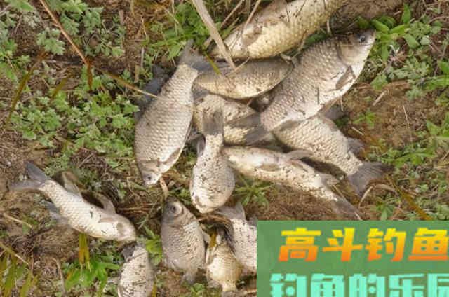 我只要用这鲫鱼特效饵，一个鱼护都嫌少