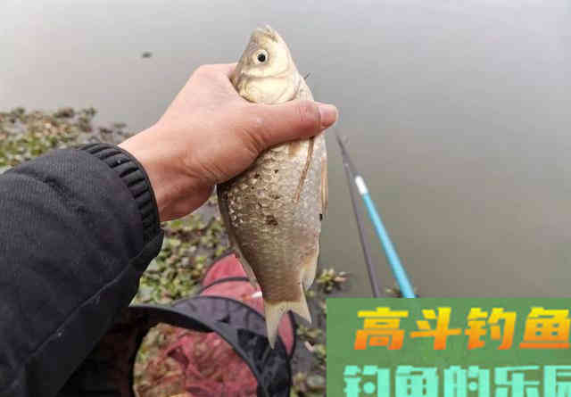 大顿口能中鱼？想要提高命中率，看这些信号提竿准没错