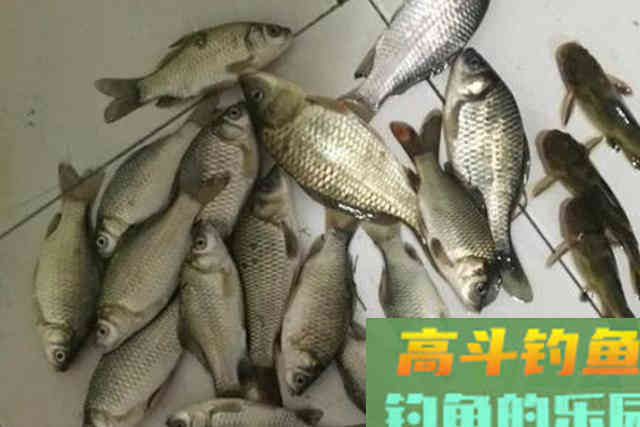冬钓太难？不懂这六字诀，现在就可封竿