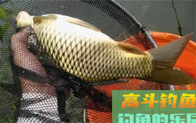配饵时做到这几个要素，冬天钓鲤鱼，效果还是很不错的