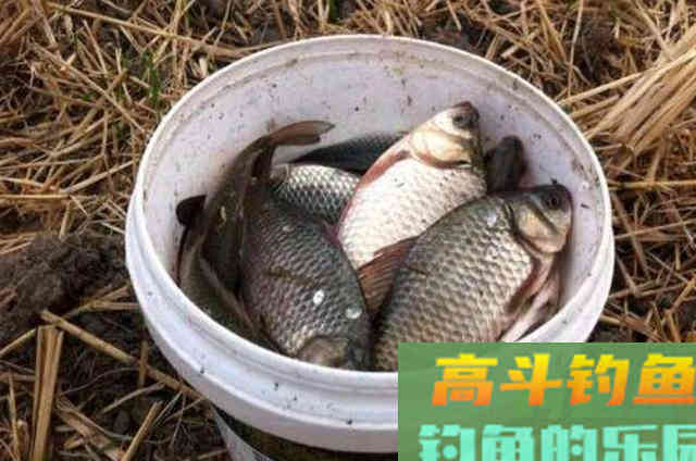 水面鱼星满满，水底却无鱼吃饵，是什么原因
