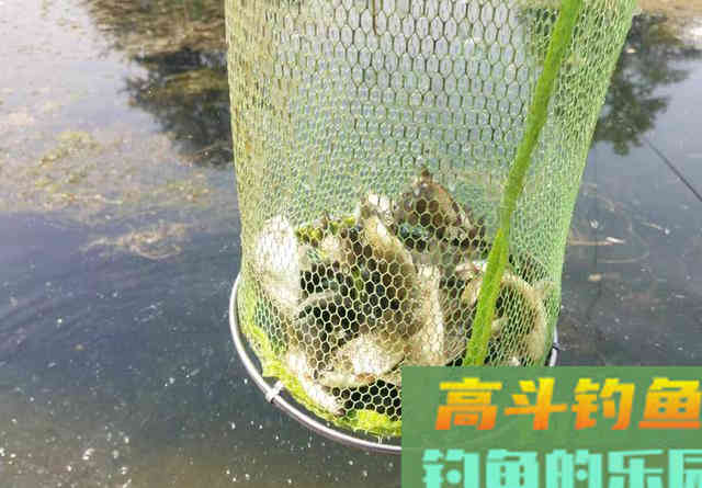 久钓无口，换别人的饵料就上鱼！是什么原因