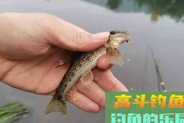 小鱼一闹就火冒三丈，庆幸老司机指点迷津