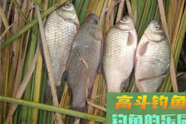 鱼口轻到怀疑人生，庆幸用这破解招式