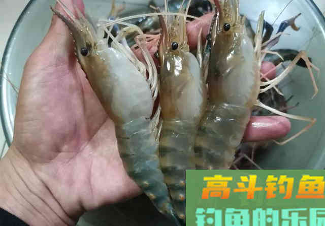 开完虾饵虾壳不要扔，2个方法将其变废为宝