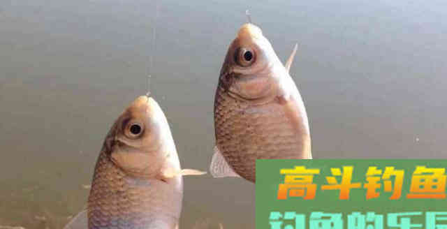 钓鱼时钩距不是随便调的，它遵循如下一个规律